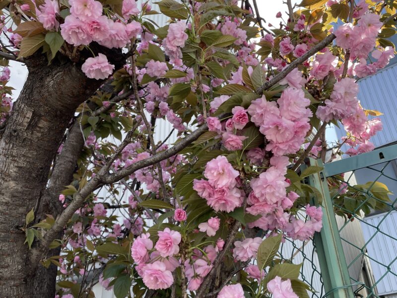 三陽の八重桜🌸開花 | YKアキュラシー株式会社 第1サイト